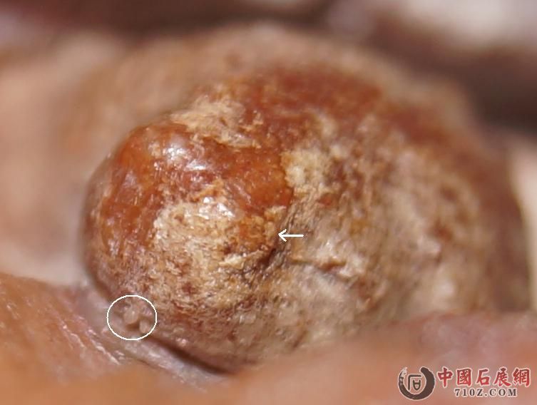 13. ����ָ��(צ) &��ͷ�޽�