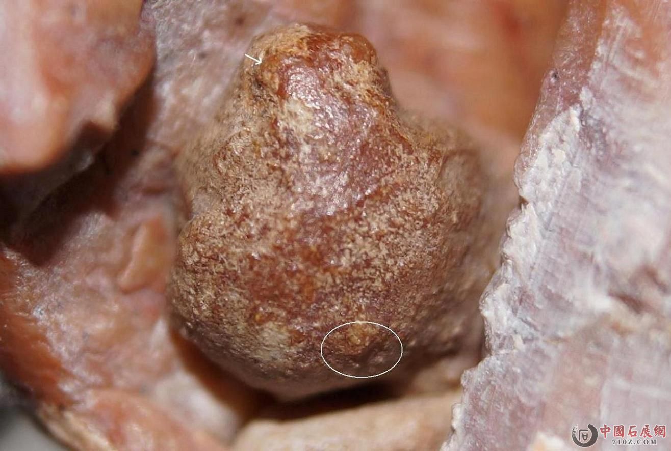 16. ����-��β��, ����&����ͷ�޽�