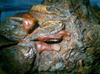 ��֪��ʲôʯͷ���ҿ���