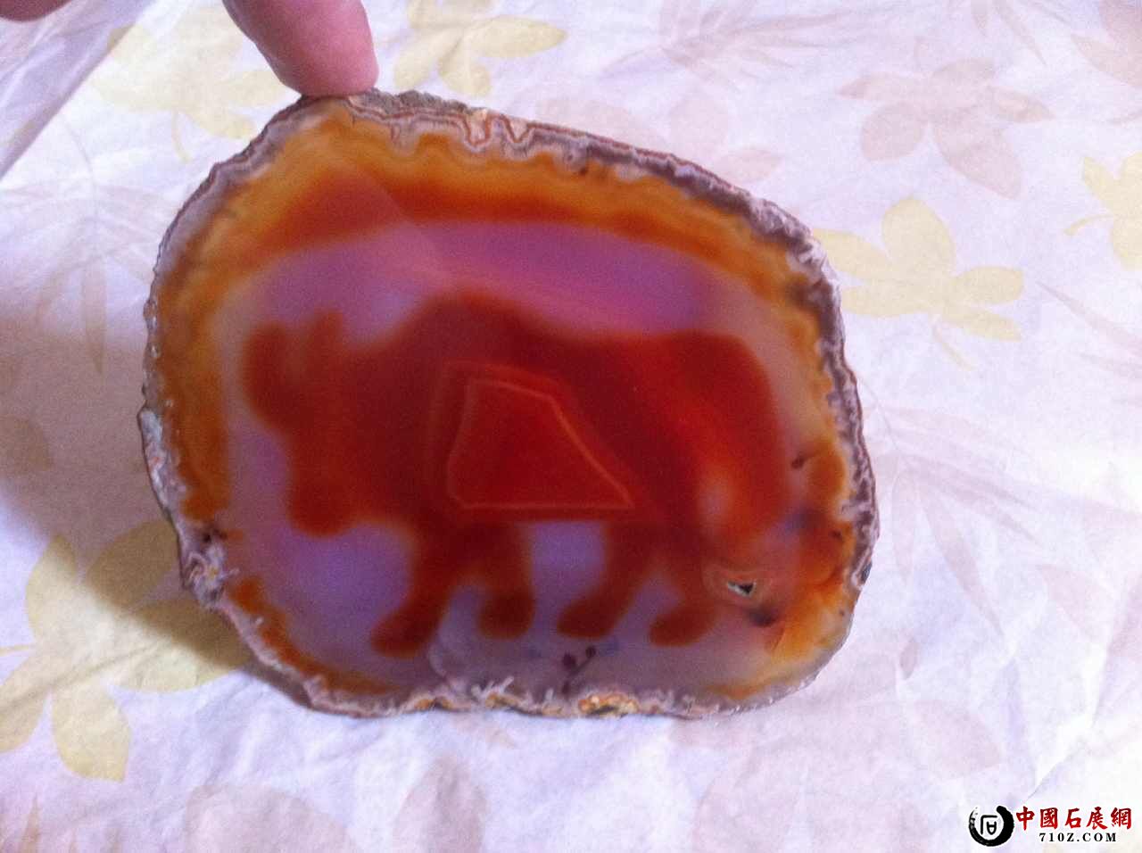 �����������Ĺ���