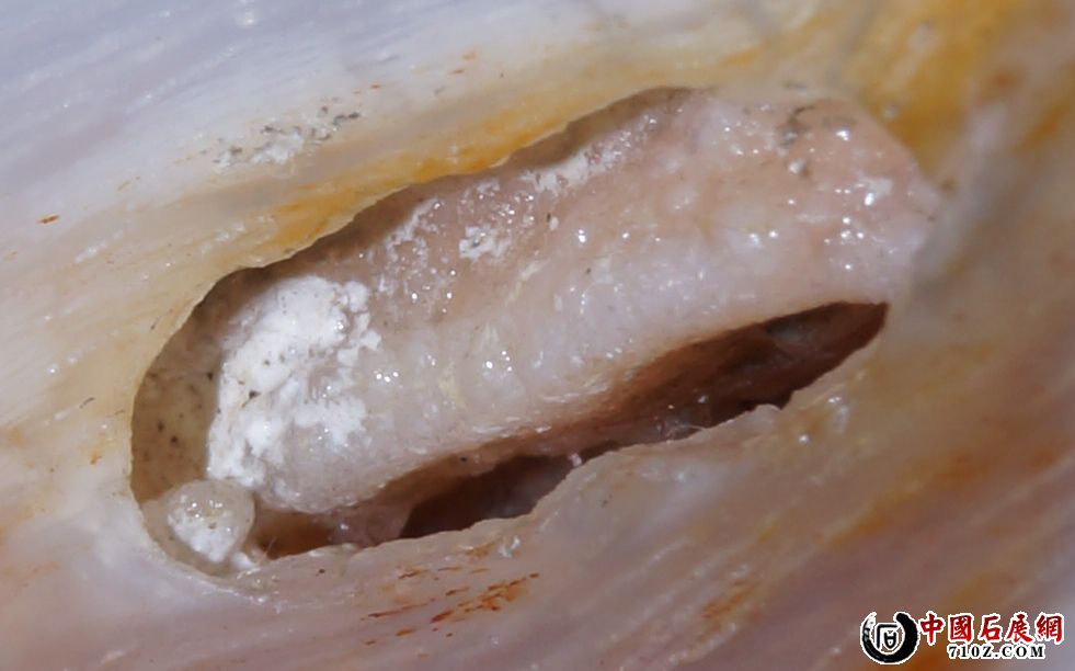 G. �滯�񱻷Ŵ�